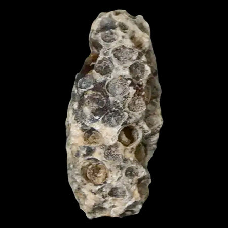 1.2" Fossil Pine Cone Equicalastrobus Replaced By Agate Eocene Age Seeds Fruit