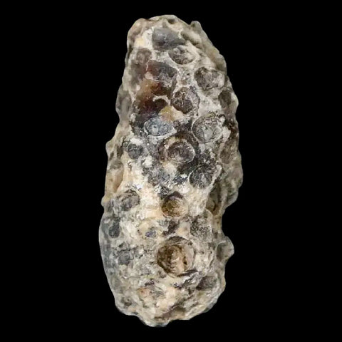 1.2" Fossil Pine Cone Equicalastrobus Replaced By Agate Eocene Age Seeds Fruit - Fossil Age Minerals