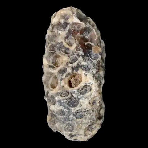 1.2" Fossil Pine Cone Equicalastrobus Replaced By Agate Eocene Age Seeds Fruit - Fossil Age Minerals