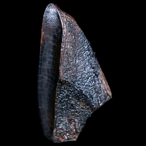 XL 1.4" Lambeosaurus Fossil Tooth Judith River FM MT Cretaceous Dinosaur COA Display - Fossil Age Minerals