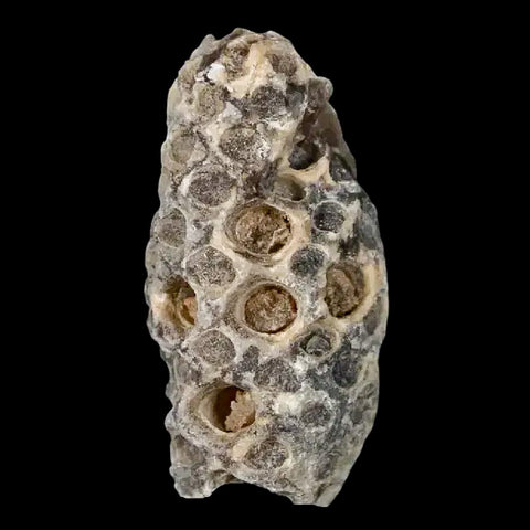 1.2" Fossil Pine Cone Equicalastrobus Replaced By Agate Eocene Age Seeds Fruit - Fossil Age Minerals