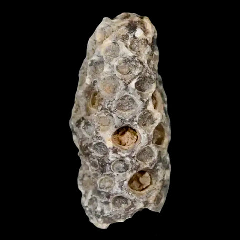 1.2" Fossil Pine Cone Equicalastrobus Replaced By Agate Eocene Age Seeds Fruit - Fossil Age Minerals