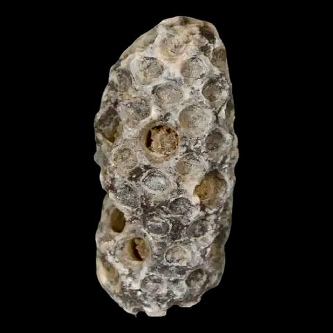 1.2" Fossil Pine Cone Equicalastrobus Replaced By Agate Eocene Age Seeds Fruit - Fossil Age Minerals