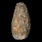 1" Fossil Pine Cone Equicalastrobus Replaced By Agate Eocene Age Seeds Fruit