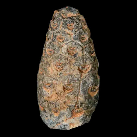 1" Fossil Pine Cone Equicalastrobus Replaced By Agate Eocene Age Seeds Fruit - Fossil Age Minerals