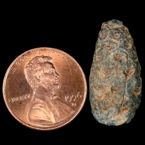 1" Fossil Pine Cone Equicalastrobus Replaced By Agate Eocene Age Seeds Fruit - Fossil Age Minerals