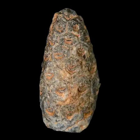 1" Fossil Pine Cone Equicalastrobus Replaced By Agate Eocene Age Seeds Fruit