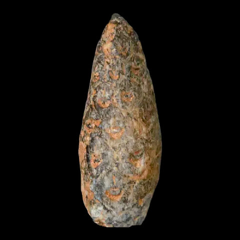 1" Fossil Pine Cone Equicalastrobus Replaced By Agate Eocene Age Seeds Fruit - Fossil Age Minerals