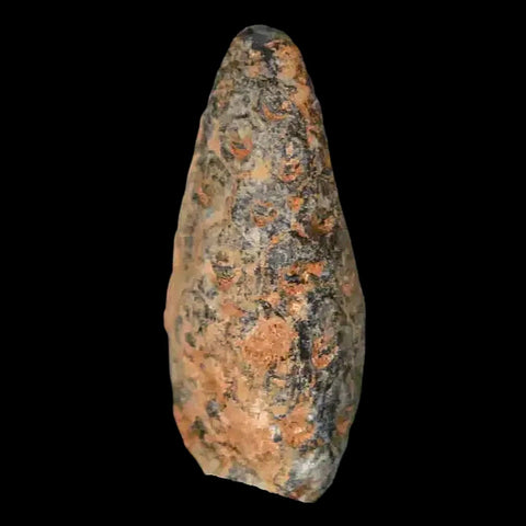 1" Fossil Pine Cone Equicalastrobus Replaced By Agate Eocene Age Seeds Fruit - Fossil Age Minerals