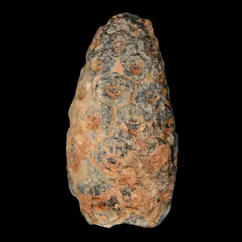 1" Fossil Pine Cone Equicalastrobus Replaced By Agate Eocene Age Seeds Fruit - Fossil Age Minerals