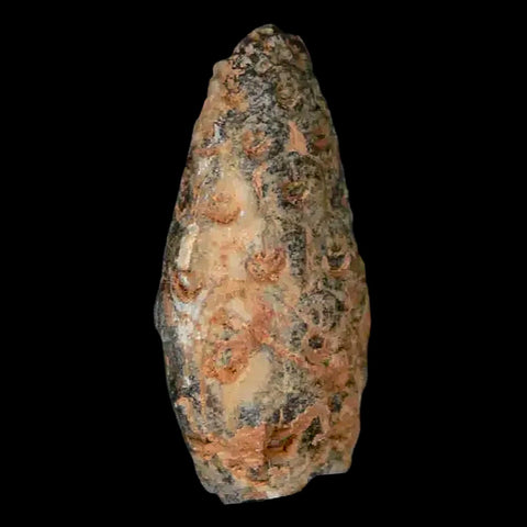 1" Fossil Pine Cone Equicalastrobus Replaced By Agate Eocene Age Seeds Fruit - Fossil Age Minerals