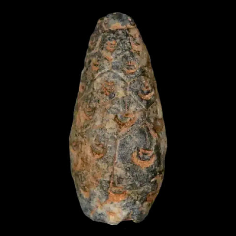 1" Fossil Pine Cone Equicalastrobus Replaced By Agate Eocene Age Seeds Fruit - Fossil Age Minerals