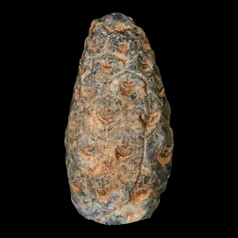 1" Fossil Pine Cone Equicalastrobus Replaced By Agate Eocene Age Seeds Fruit - Fossil Age Minerals