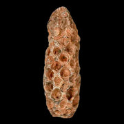 1.6" Fossil Pine Cone Equicalastrobus Replaced By Agate Eocene Age Seeds Fruit