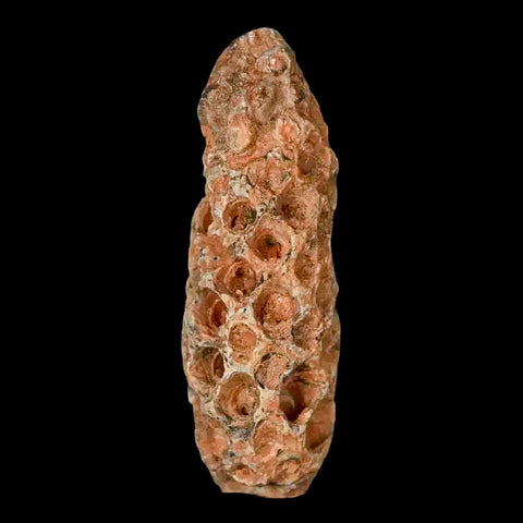 1.6" Fossil Pine Cone Equicalastrobus Replaced By Agate Eocene Age Seeds Fruit - Fossil Age Minerals