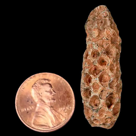 1.6" Fossil Pine Cone Equicalastrobus Replaced By Agate Eocene Age Seeds Fruit - Fossil Age Minerals