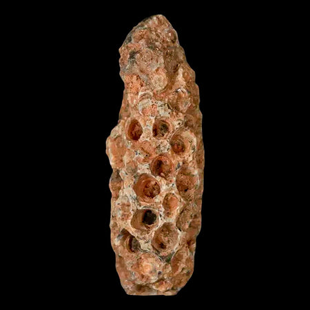 1.6" Fossil Pine Cone Equicalastrobus Replaced By Agate Eocene Age Seeds Fruit