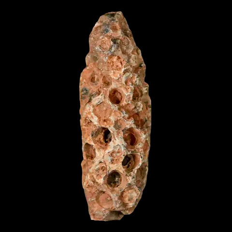 1.6" Fossil Pine Cone Equicalastrobus Replaced By Agate Eocene Age Seeds Fruit - Fossil Age Minerals