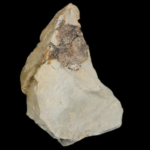 2.2" Hadrosaur Dinosaur Fossil Egg Shells In Matrix Judith River FM Cretaceous MT COA - Fossil Age Minerals