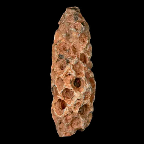 1.6" Fossil Pine Cone Equicalastrobus Replaced By Agate Eocene Age Seeds Fruit - Fossil Age Minerals