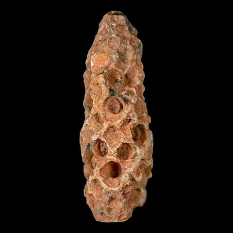 1.6" Fossil Pine Cone Equicalastrobus Replaced By Agate Eocene Age Seeds Fruit - Fossil Age Minerals