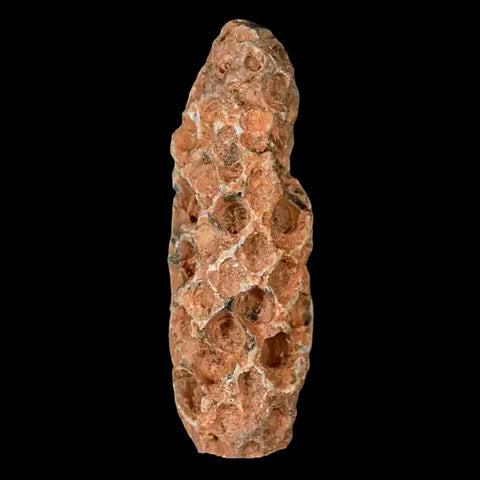 1.6" Fossil Pine Cone Equicalastrobus Replaced By Agate Eocene Age Seeds Fruit - Fossil Age Minerals