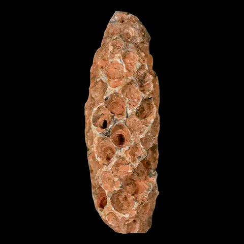 1.6" Fossil Pine Cone Equicalastrobus Replaced By Agate Eocene Age Seeds Fruit - Fossil Age Minerals