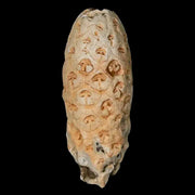 1.5" Fossil Pine Cone Equicalastrobus Replaced By Agate Eocene Age Seeds Fruit