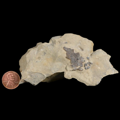 4" Hadrosaur Dinosaur Fossil Egg Shells In Matrix Judith River FM Cretaceous MT COA - Fossil Age Minerals