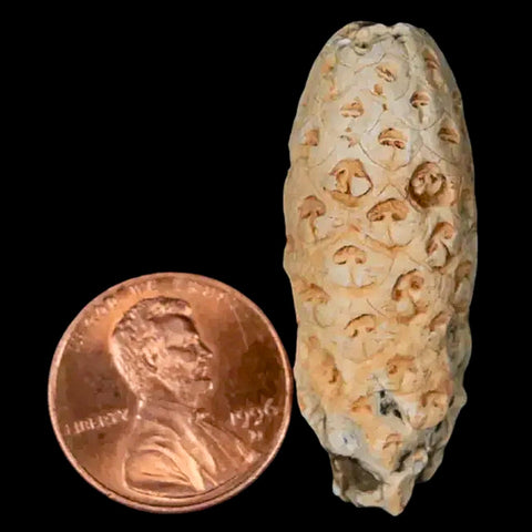 1.5" Fossil Pine Cone Equicalastrobus Replaced By Agate Eocene Age Seeds Fruit - Fossil Age Minerals