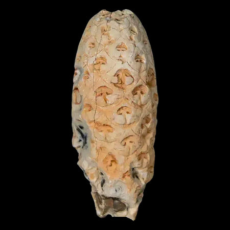 1.5" Fossil Pine Cone Equicalastrobus Replaced By Agate Eocene Age Seeds Fruit