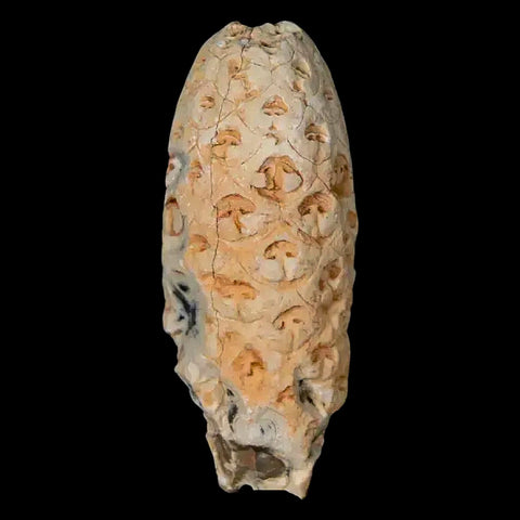 1.5" Fossil Pine Cone Equicalastrobus Replaced By Agate Eocene Age Seeds Fruit - Fossil Age Minerals