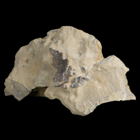 4" Hadrosaur Dinosaur Fossil Egg Shells In Matrix Judith River FM Cretaceous MT COA - Fossil Age Minerals