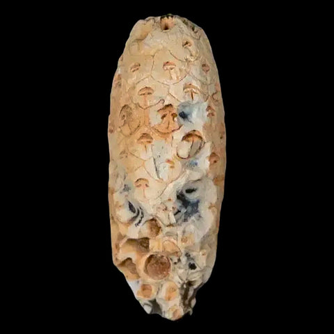 1.5" Fossil Pine Cone Equicalastrobus Replaced By Agate Eocene Age Seeds Fruit - Fossil Age Minerals