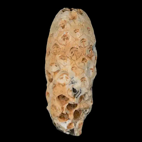 1.5" Fossil Pine Cone Equicalastrobus Replaced By Agate Eocene Age Seeds Fruit - Fossil Age Minerals