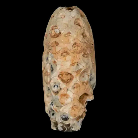 1.5" Fossil Pine Cone Equicalastrobus Replaced By Agate Eocene Age Seeds Fruit - Fossil Age Minerals