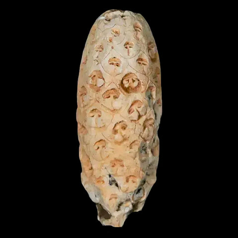 1.5" Fossil Pine Cone Equicalastrobus Replaced By Agate Eocene Age Seeds Fruit - Fossil Age Minerals