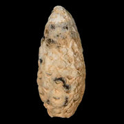 1.5" Fossil Pine Cone Equicalastrobus Replaced By Agate Eocene Age Seeds Fruit