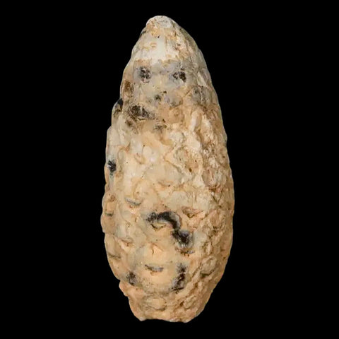 1.5" Fossil Pine Cone Equicalastrobus Replaced By Agate Eocene Age Seeds Fruit - Fossil Age Minerals