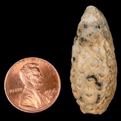 1.5" Fossil Pine Cone Equicalastrobus Replaced By Agate Eocene Age Seeds Fruit - Fossil Age Minerals