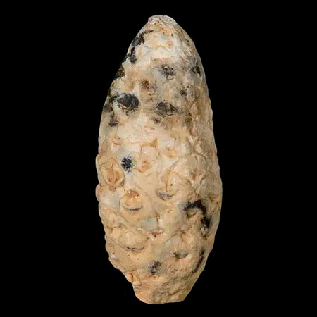 1.5" Fossil Pine Cone Equicalastrobus Replaced By Agate Eocene Age Seeds Fruit