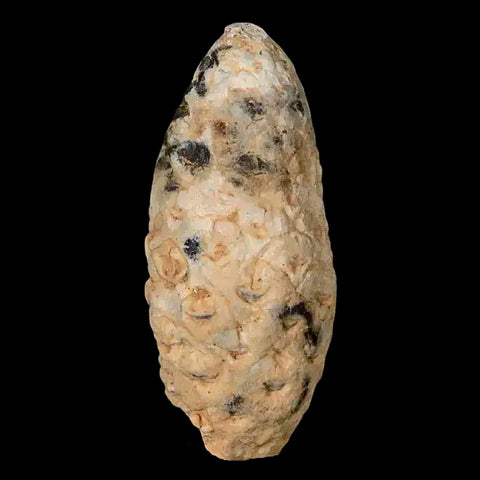 1.5" Fossil Pine Cone Equicalastrobus Replaced By Agate Eocene Age Seeds Fruit - Fossil Age Minerals