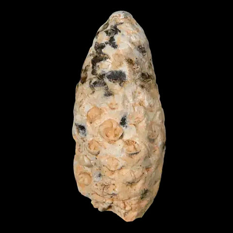 1.5" Fossil Pine Cone Equicalastrobus Replaced By Agate Eocene Age Seeds Fruit - Fossil Age Minerals