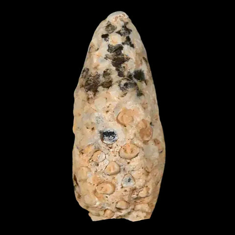 1.5" Fossil Pine Cone Equicalastrobus Replaced By Agate Eocene Age Seeds Fruit - Fossil Age Minerals