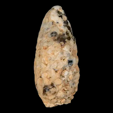 1.5" Fossil Pine Cone Equicalastrobus Replaced By Agate Eocene Age Seeds Fruit - Fossil Age Minerals