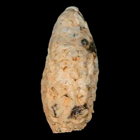 1.5" Fossil Pine Cone Equicalastrobus Replaced By Agate Eocene Age Seeds Fruit - Fossil Age Minerals