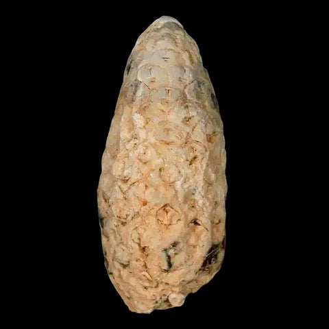 1.5" Fossil Pine Cone Equicalastrobus Replaced By Agate Eocene Age Seeds Fruit - Fossil Age Minerals