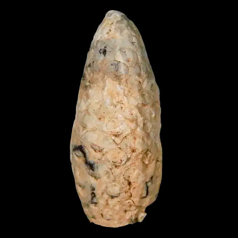 1.5" Fossil Pine Cone Equicalastrobus Replaced By Agate Eocene Age Seeds Fruit - Fossil Age Minerals