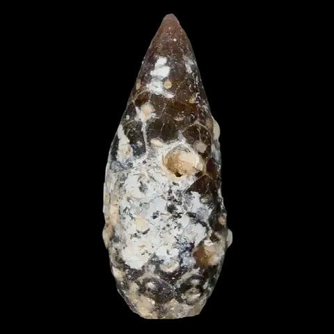 1.4" Fossil Pine Cone Equicalastrobus Replaced By Agate Eocene Age Seeds Fruit - Fossil Age Minerals