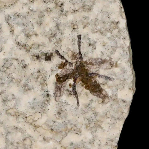 0.5" Detailed Fossil March Fly Insect Green River FM Uintah County UT Eocene Age - Fossil Age Minerals